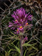 Castilleja exserta - Purple Owl's Clover 19-9727